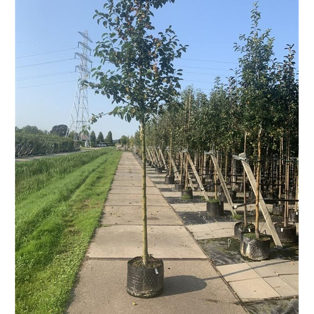 Äpple – Malus 'Evereste' - C15 6/8 180 CM Stem